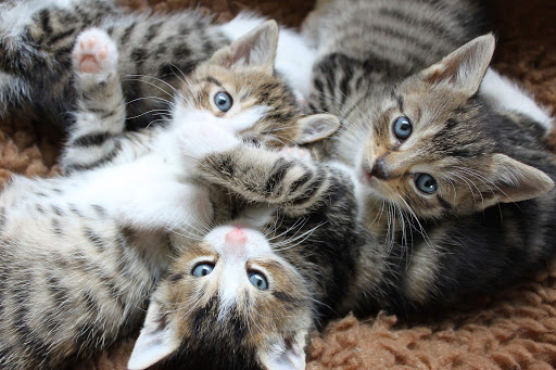 group of cute tabby kittens