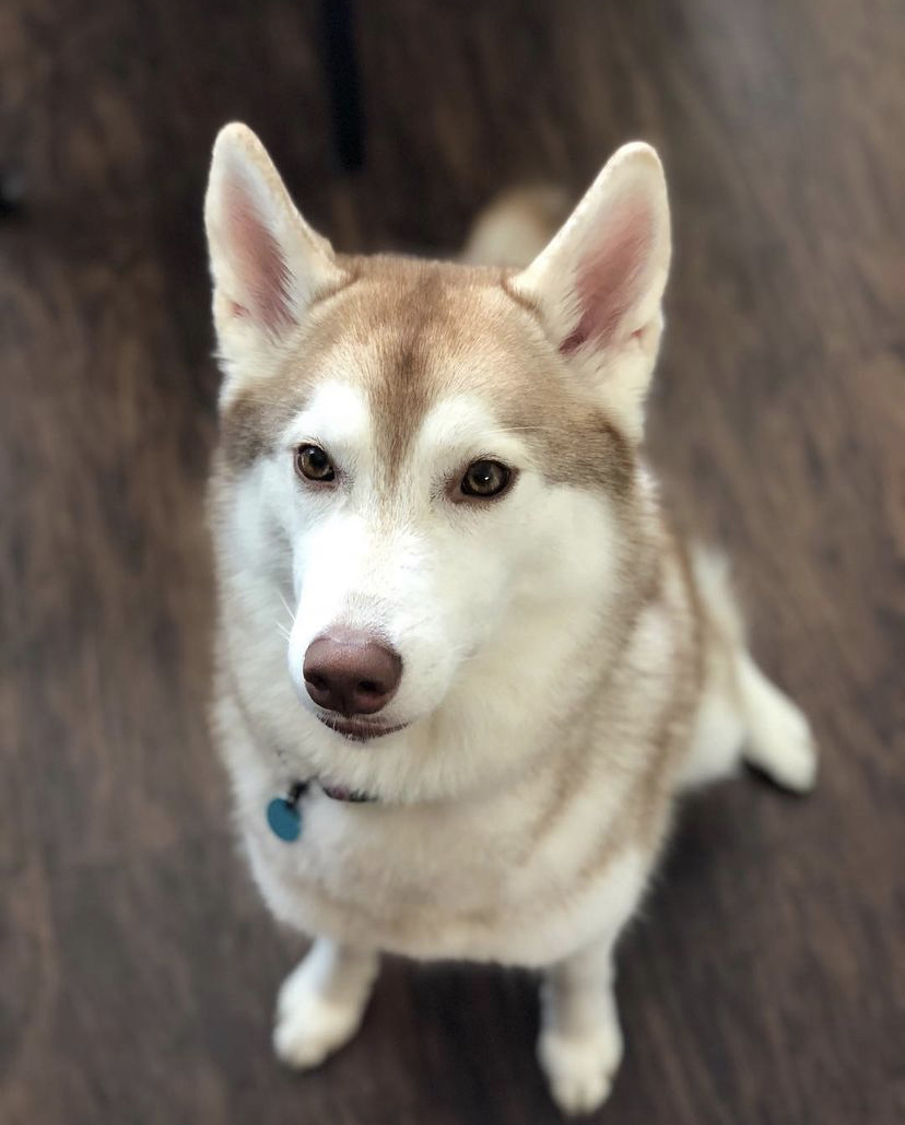 Photo of Siberian Husky