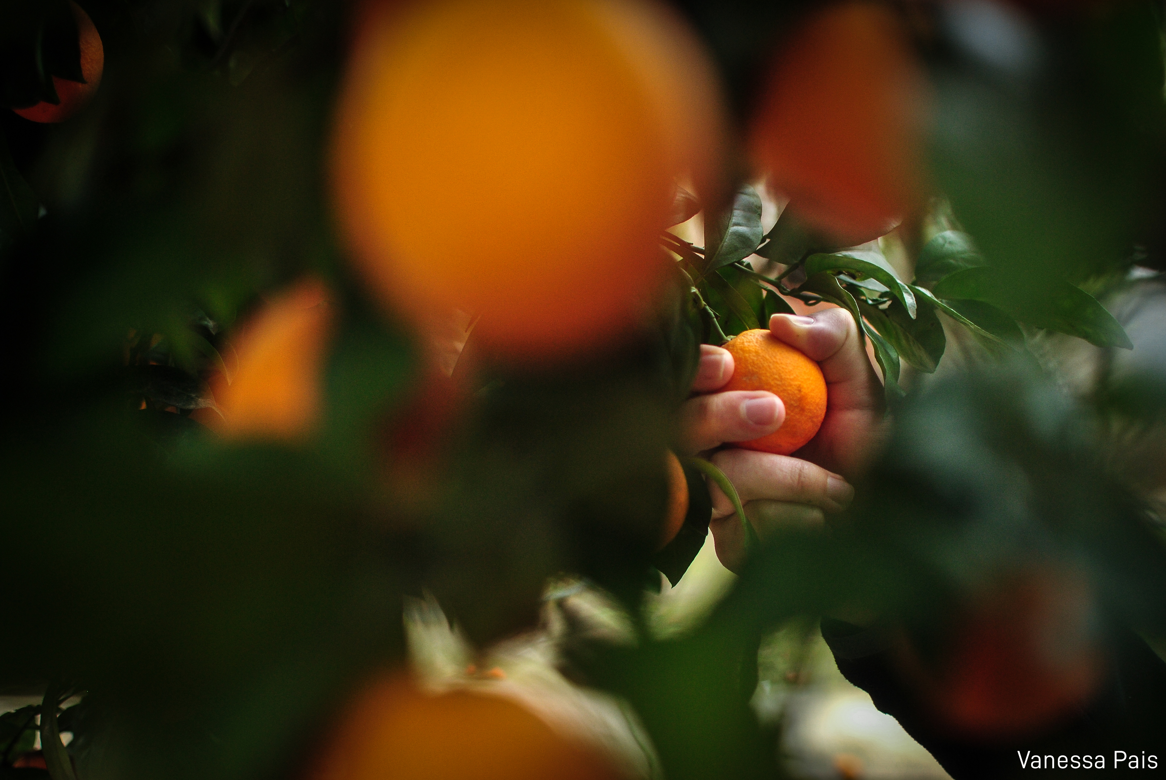 Person taking an orange from the tree