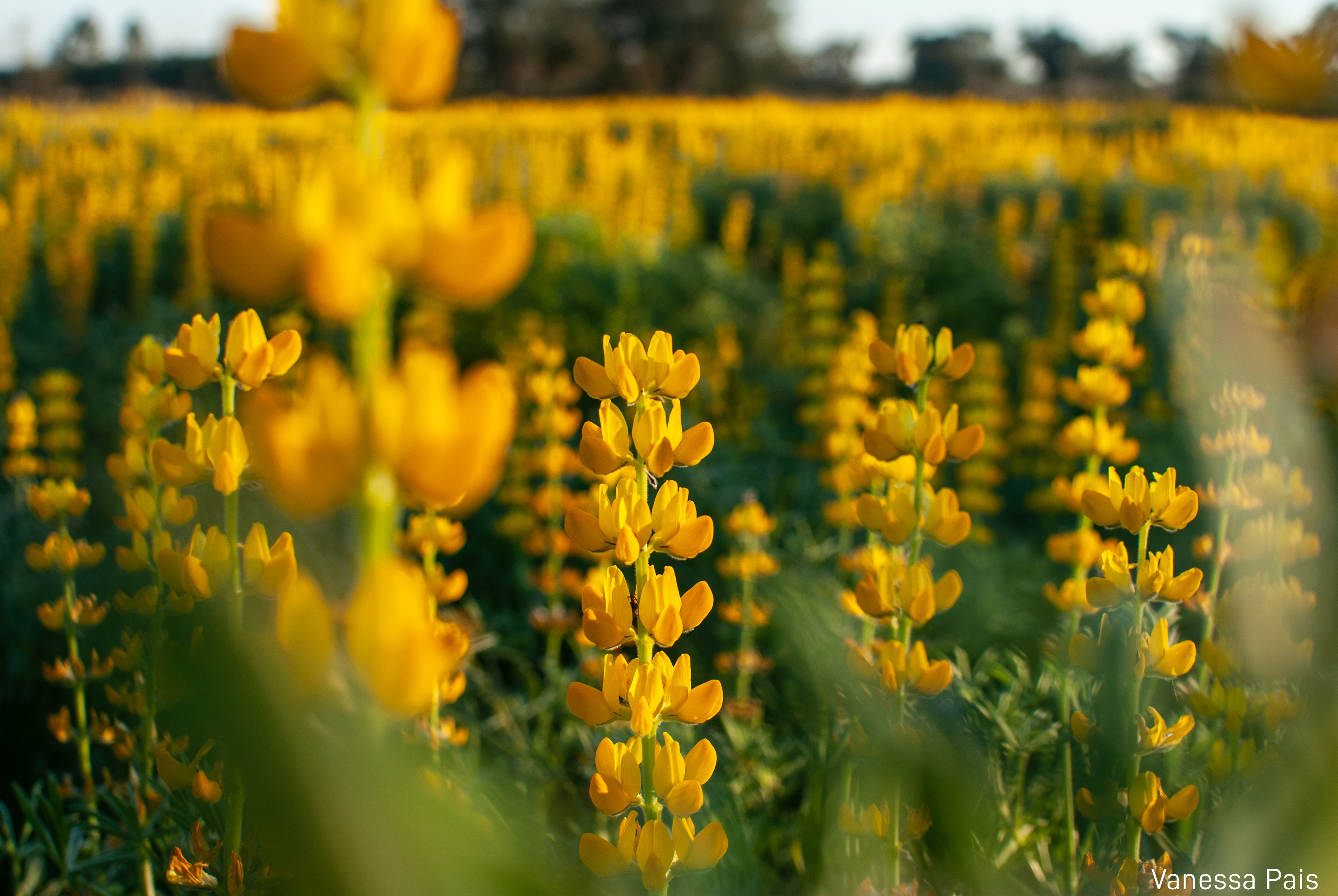 Yellow Flower Field