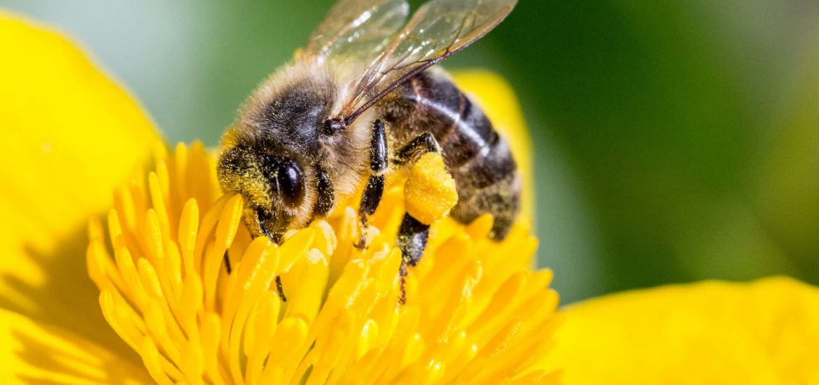 Bee covered in pollin