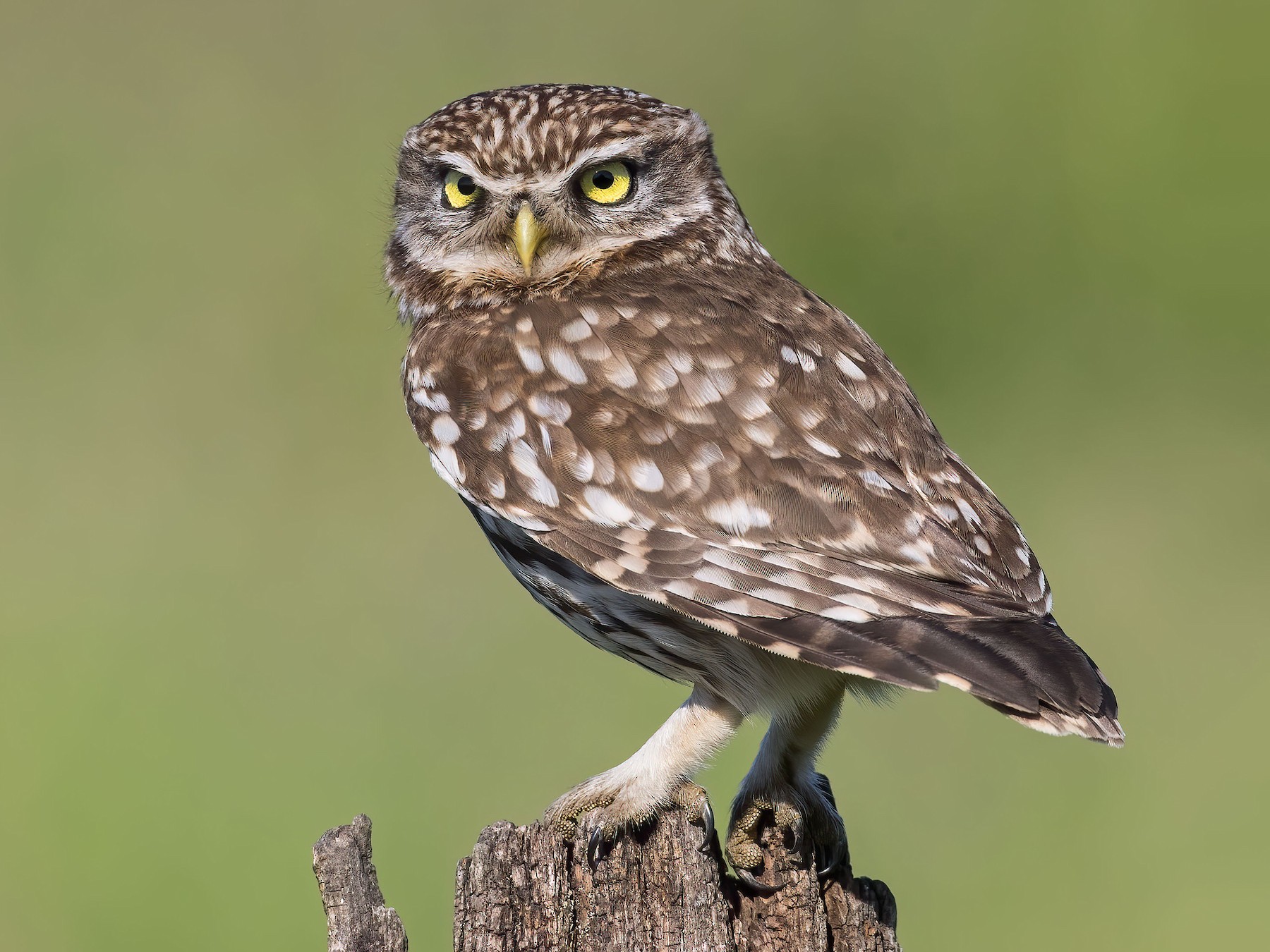 Little Owl