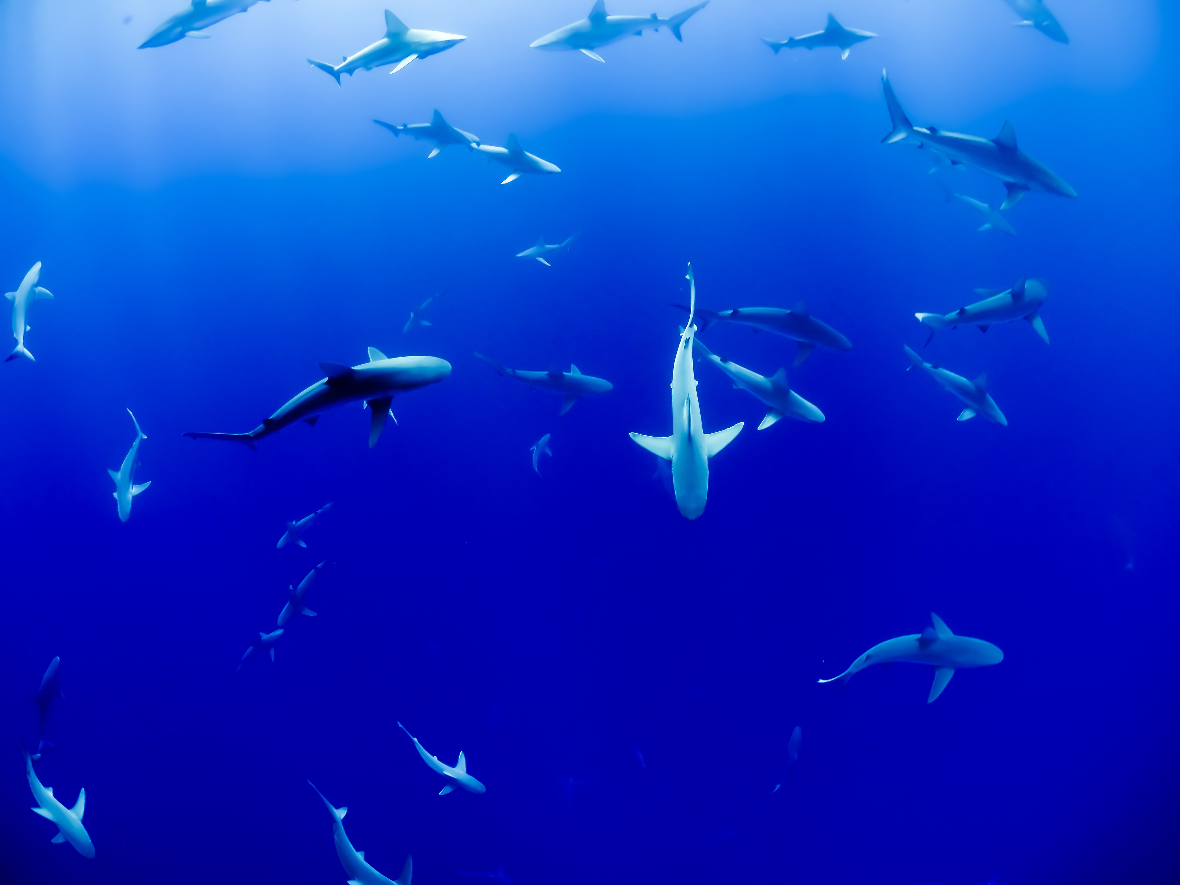 Multiple sharks underwater