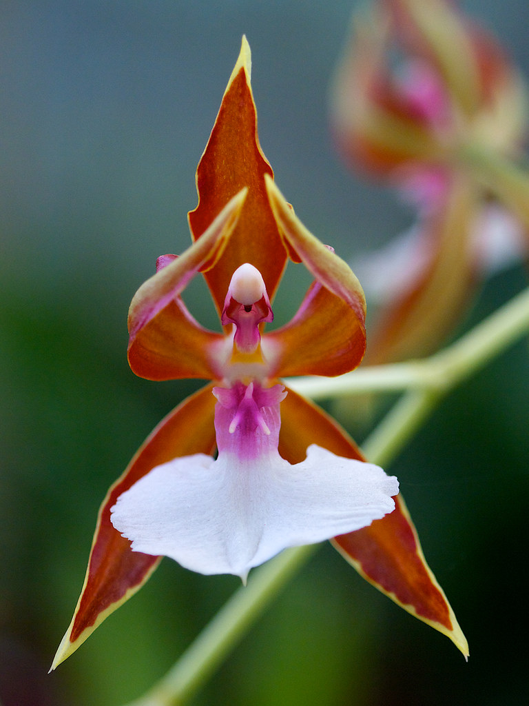 Ballerina Orchid