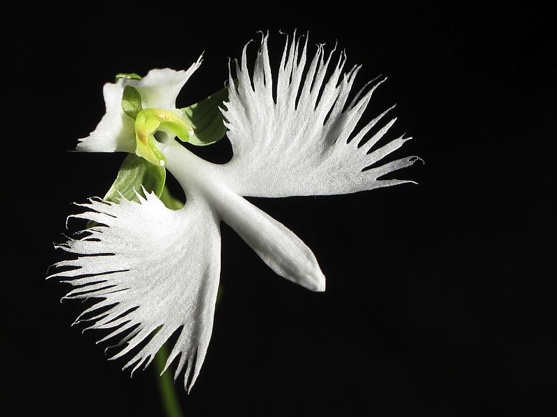 White Egret Orchid