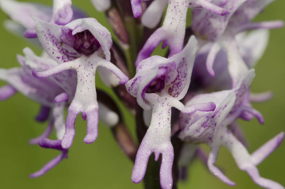 Naked Man Orchid
