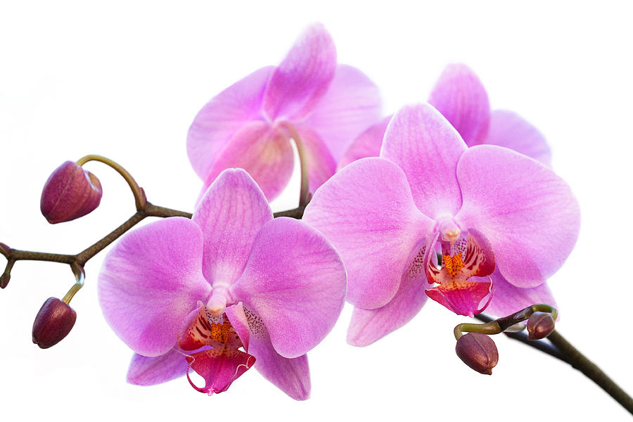 Pink Orchid