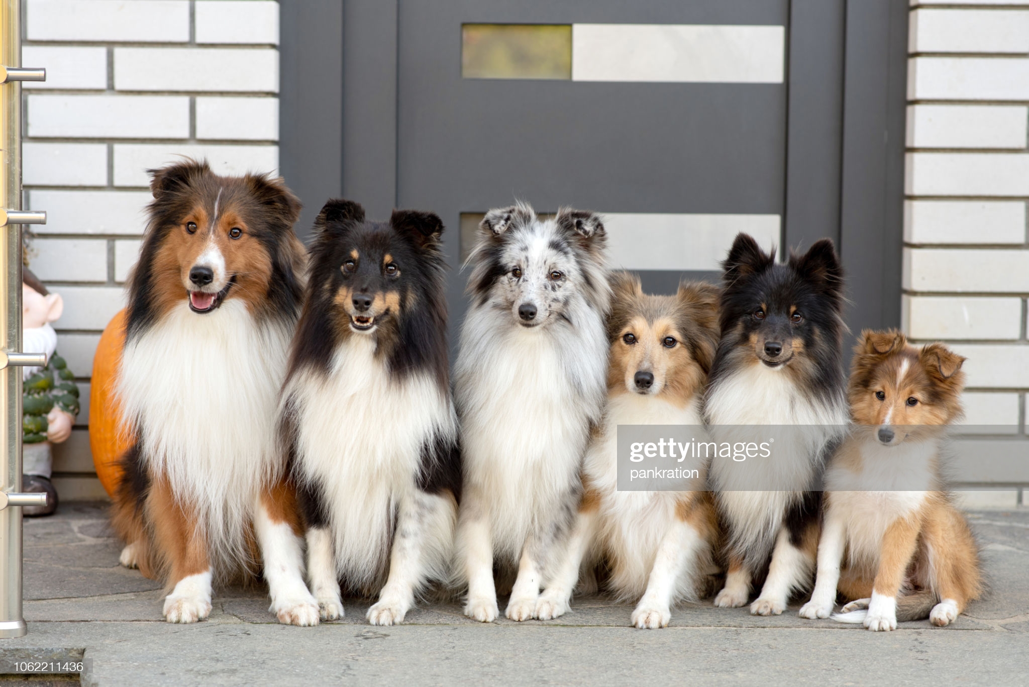 Shetland Sheepdogs