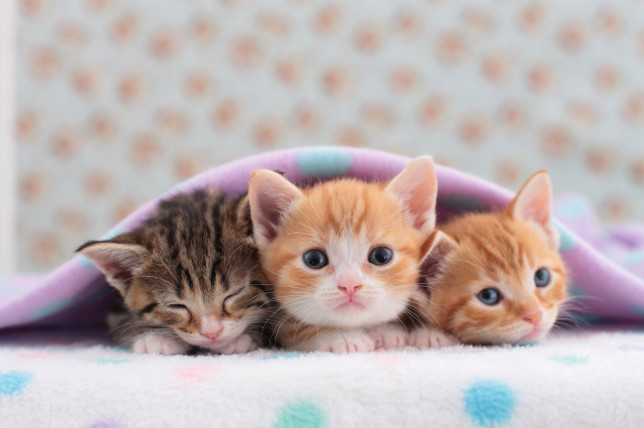 cute cats