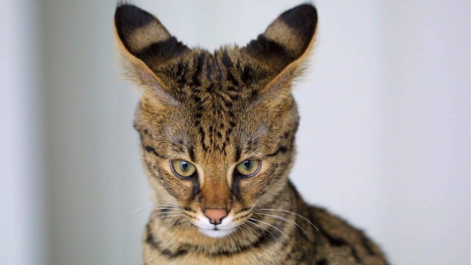 Savannah    cat