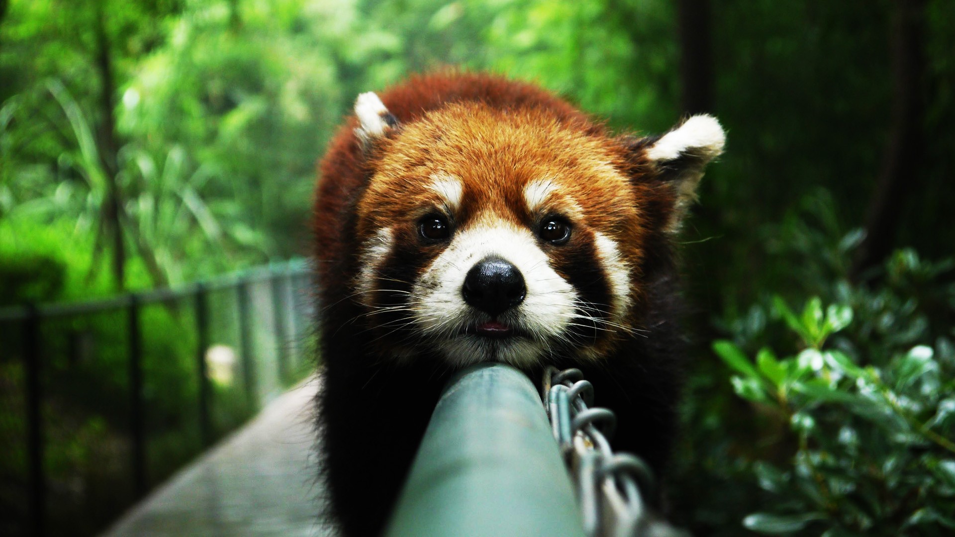 Red Panda lounging