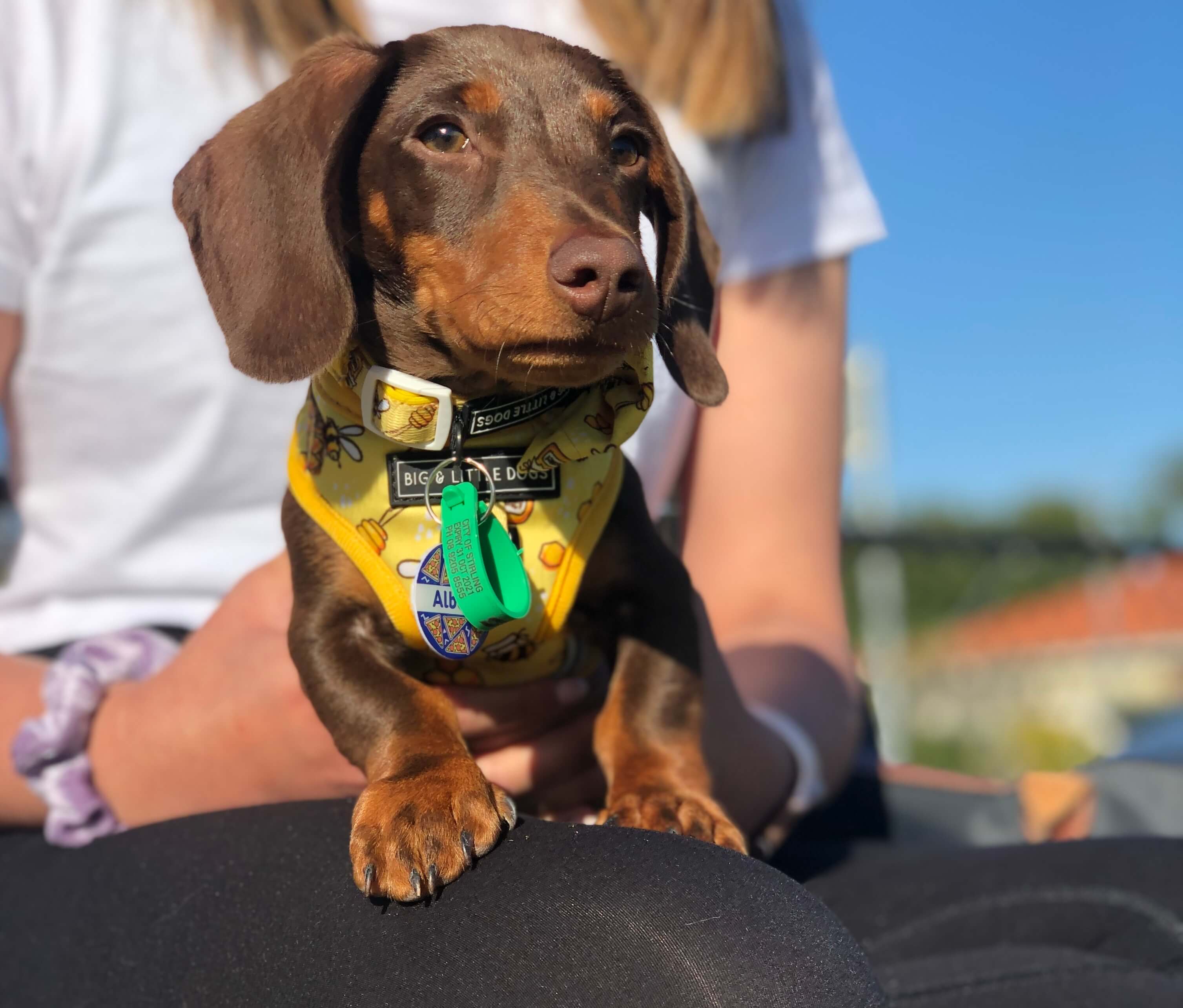 sausage dog named Albert