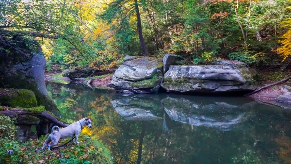 dog along water on a forested trail