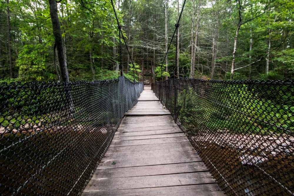 pedestrian bridge in forest
