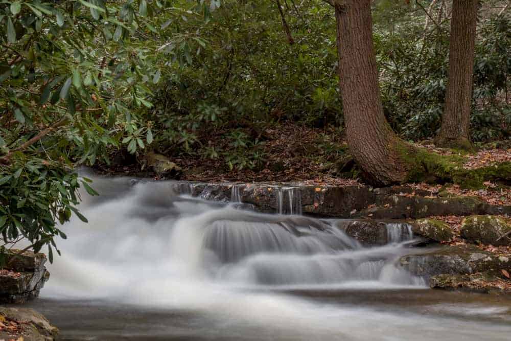 babbling stream rhododendren