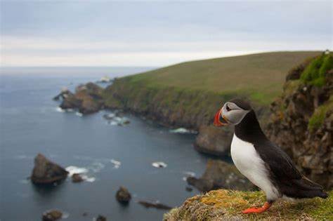 Shetland puffins