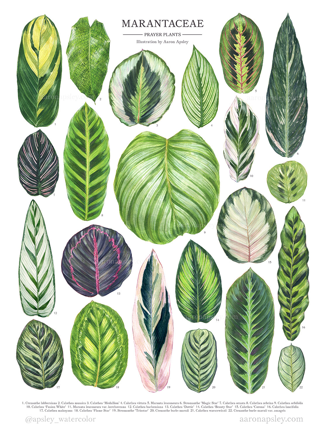calathea types