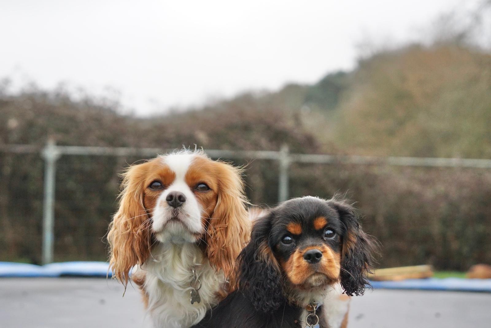 Photo of Evie and Ernie