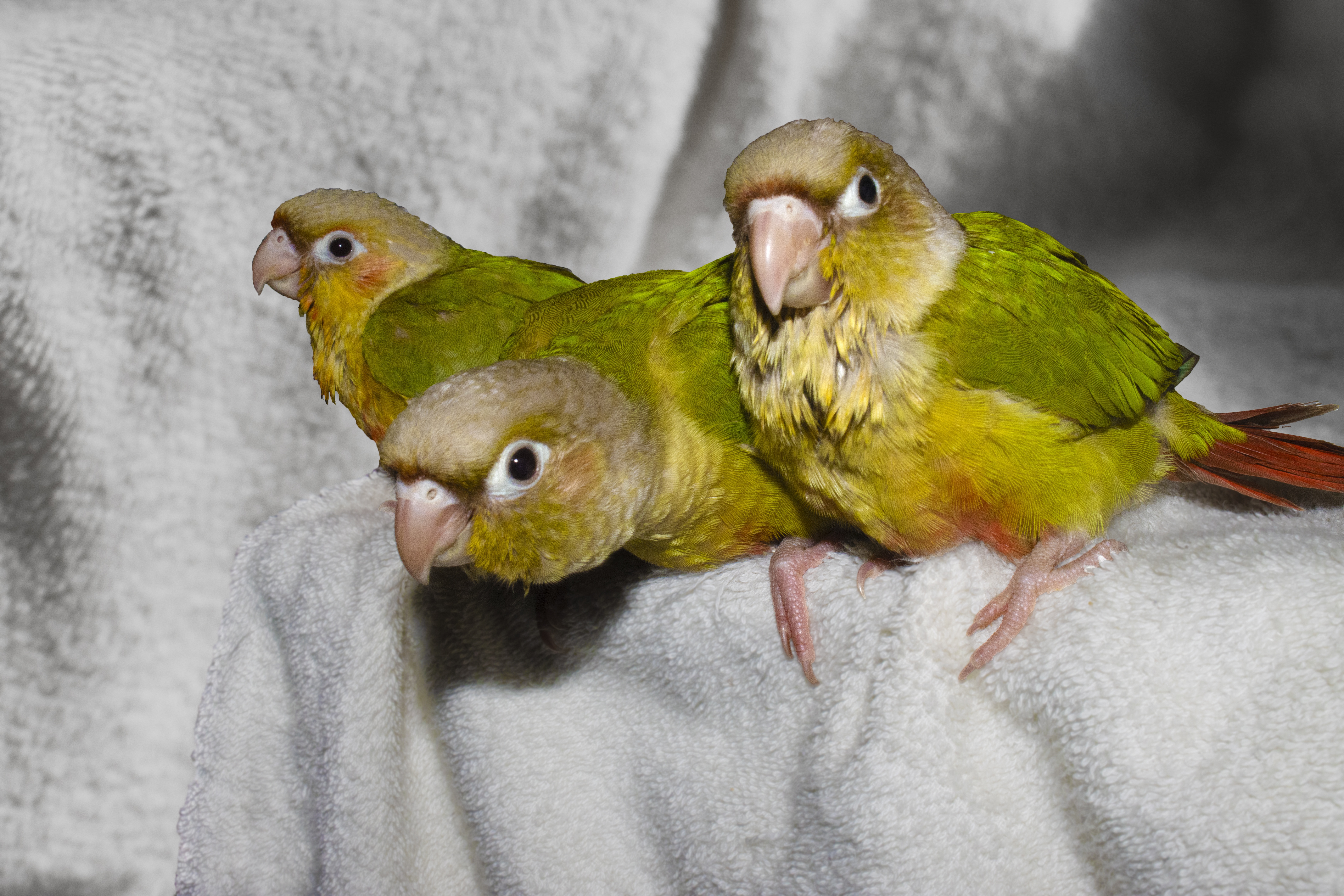 Three pineapple conures