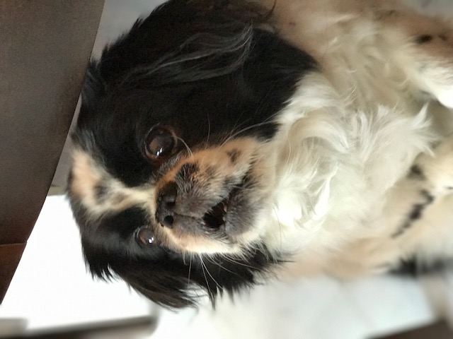 Pic of a totally cute dog