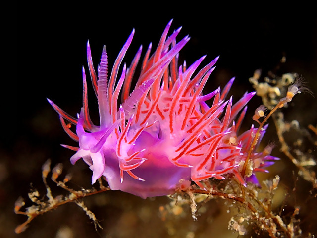 Flabellina