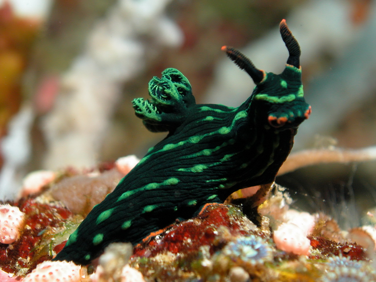 Nembrotha