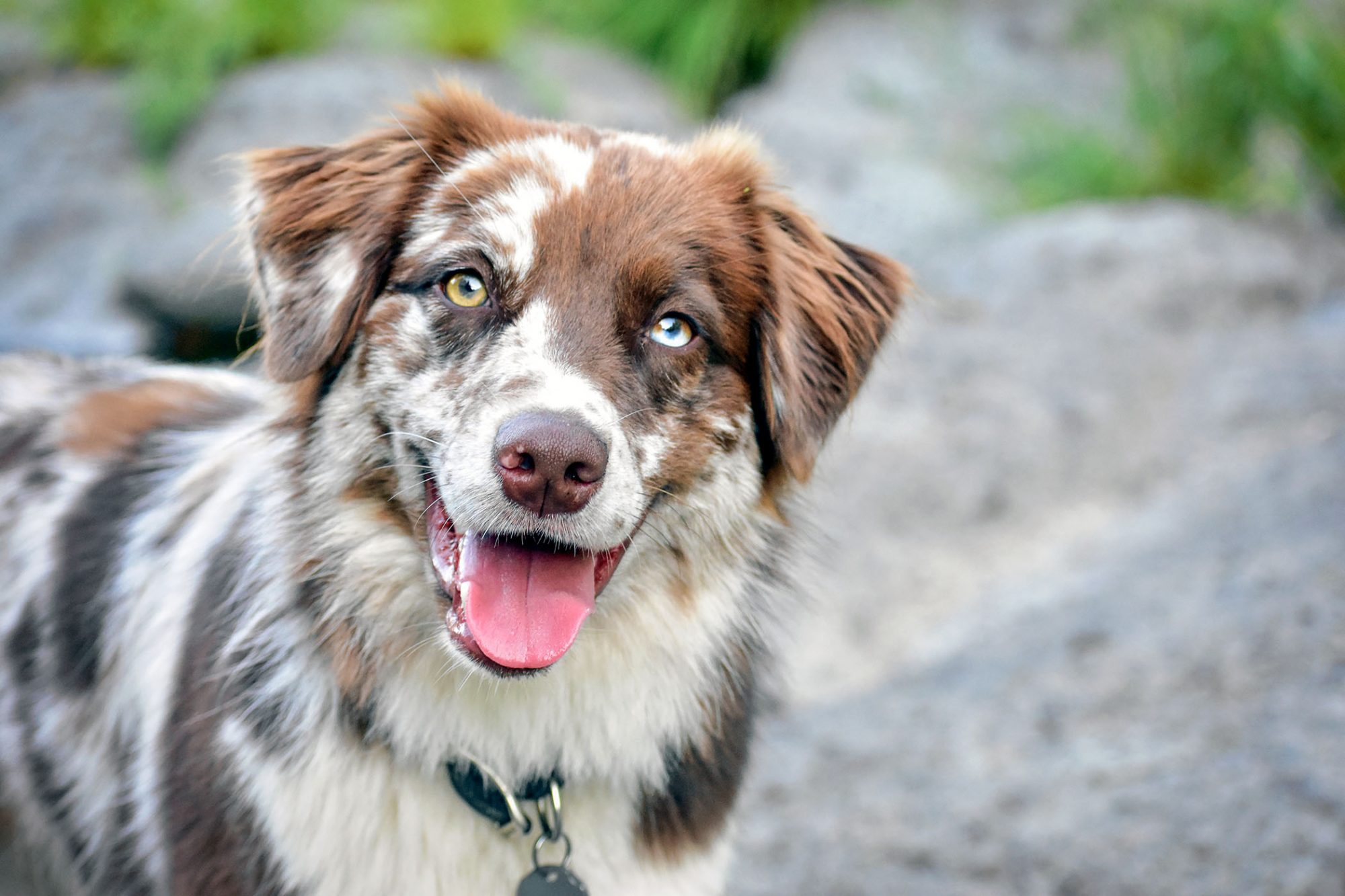 Australian Shepherd