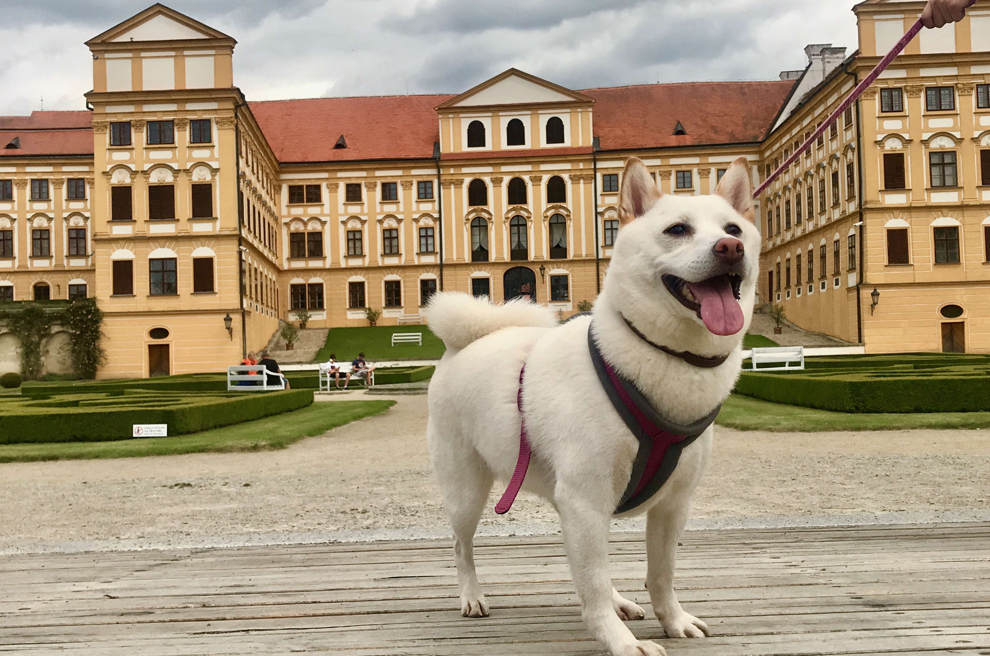 Happy White Shiba Inu Luna