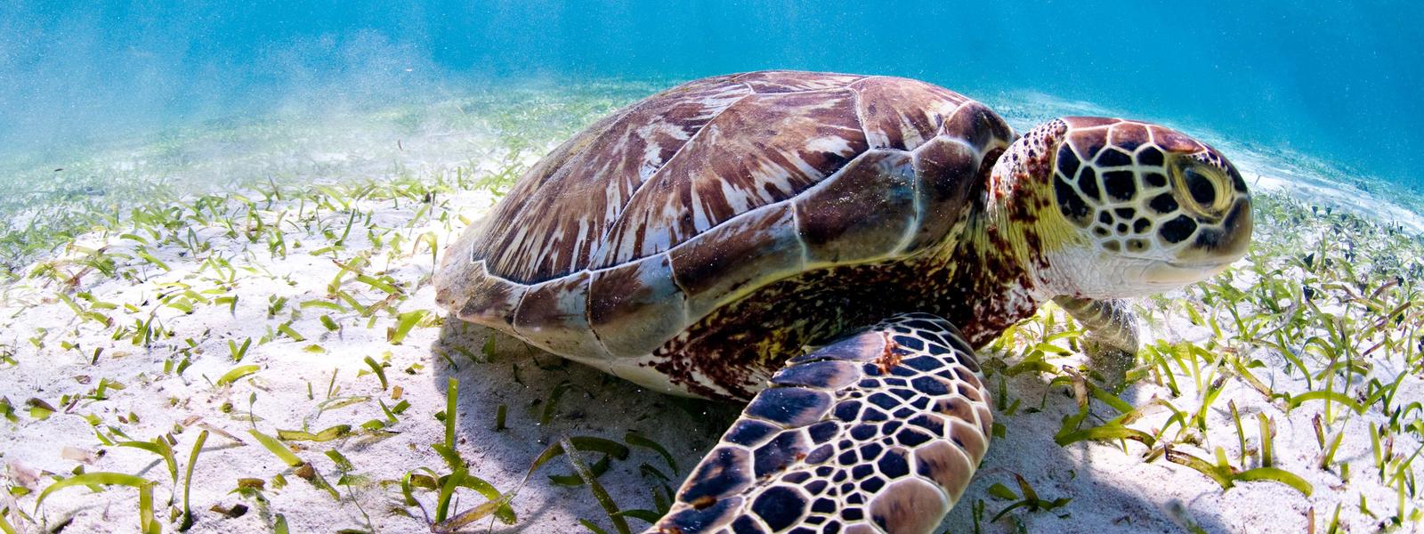 Seaturtle