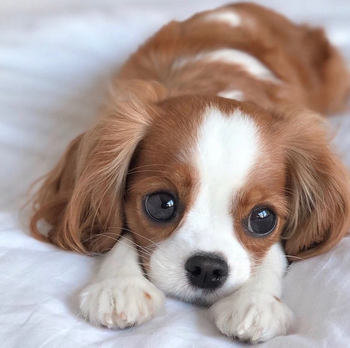 Olivia Cavalier King Charles Spaniel