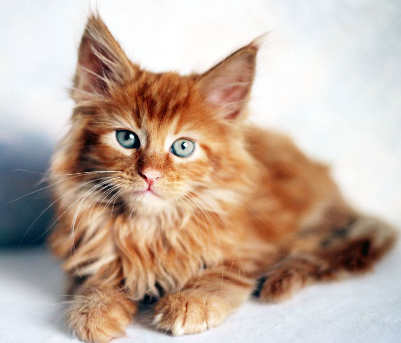 Lola Maine Coon