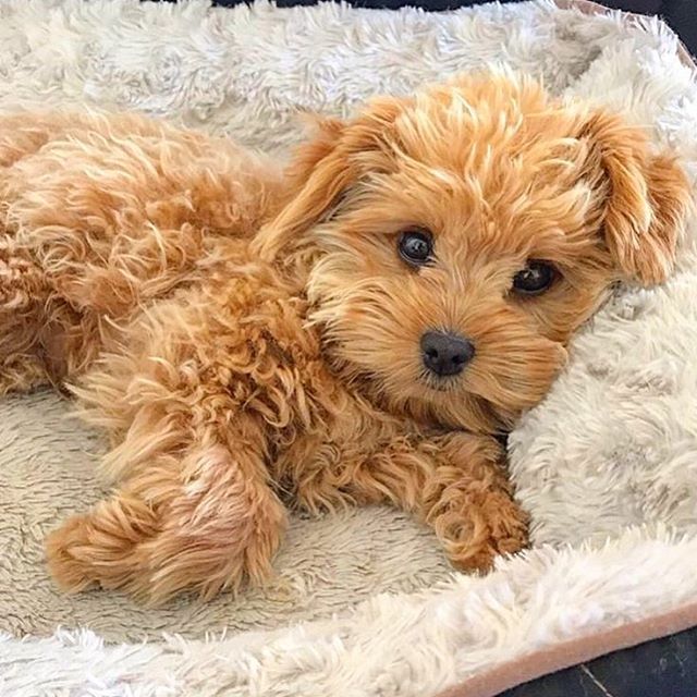 Scooby Toy Poodle
