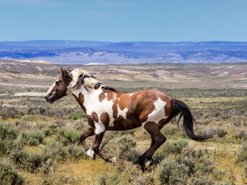mustang running