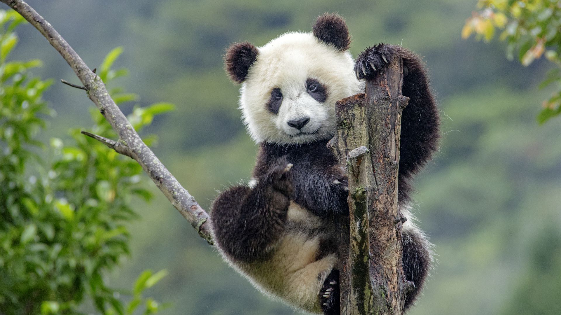 Giant Panda on a branch