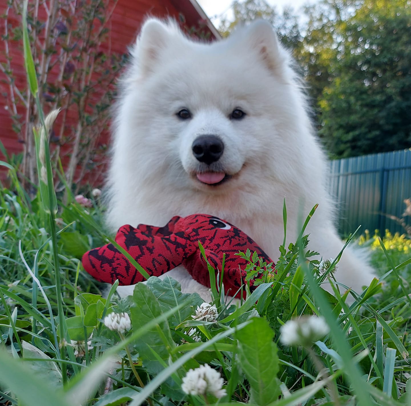 Samoyed dog