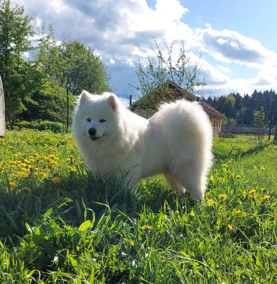 Samoyed dog
