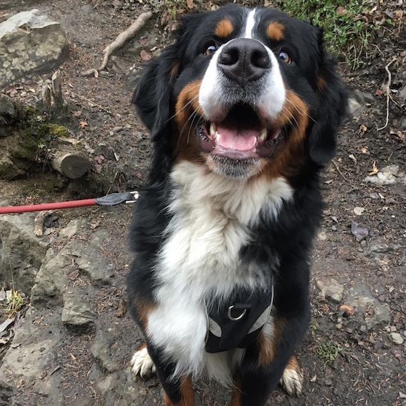 Bernese Mountain Dog on walk