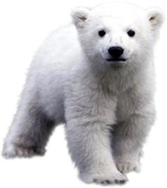 Polar bear
