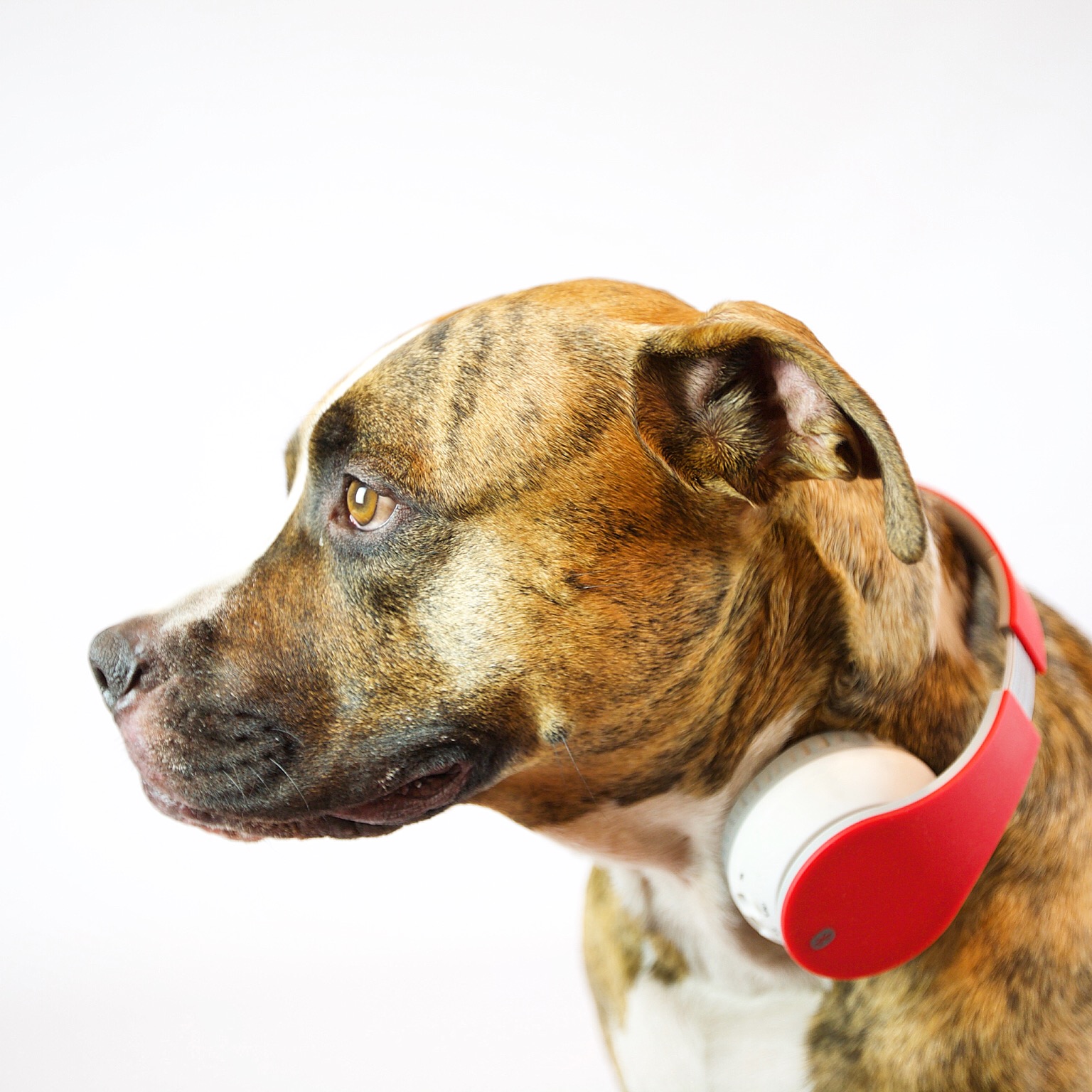 Dog with headphones on 