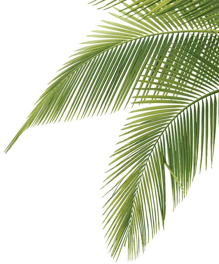 Palm tree
