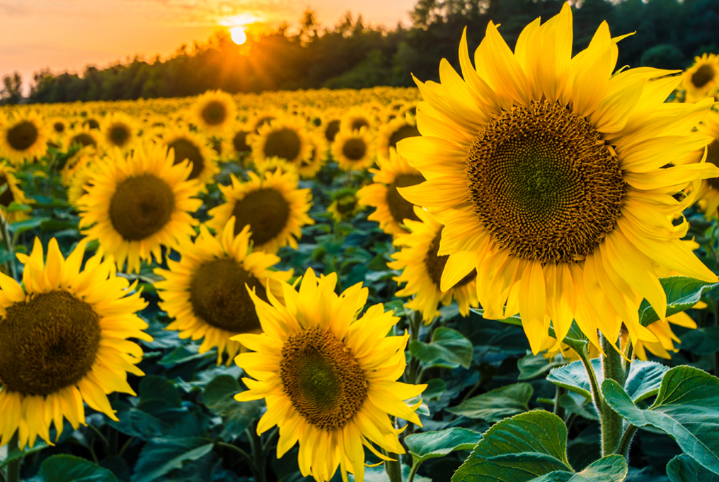 Sunflower field