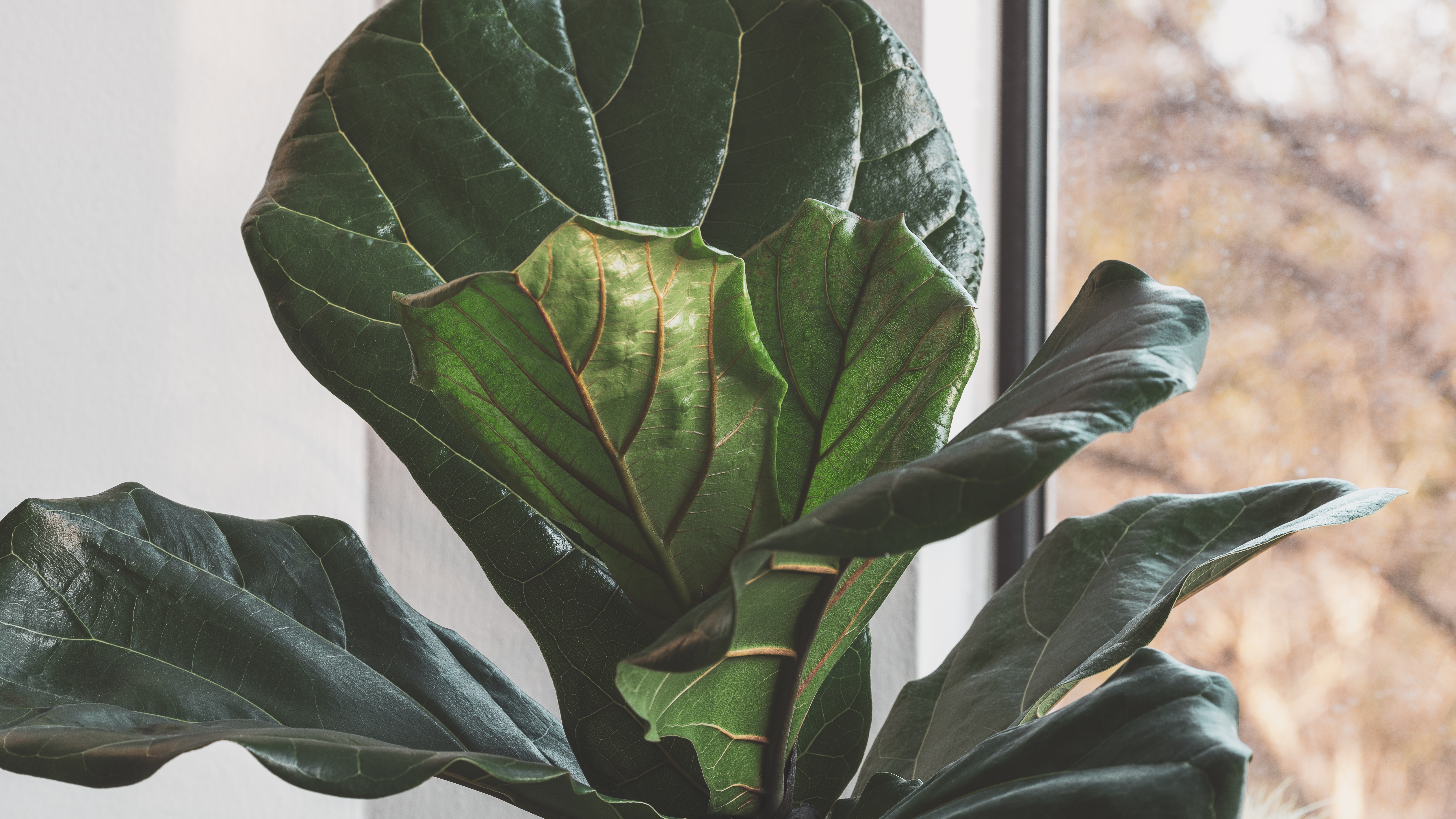 fiddle leaf fig