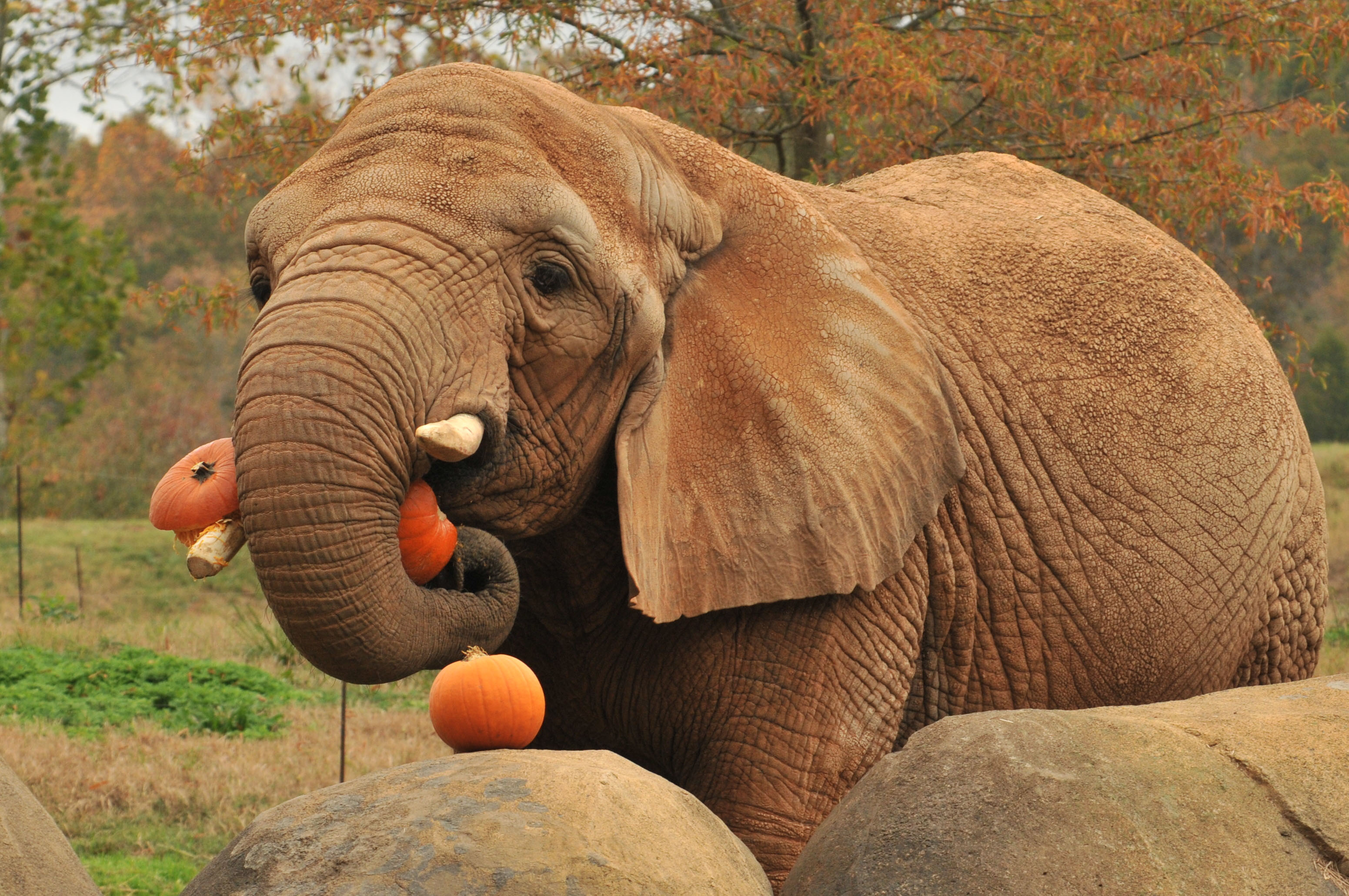  Elephants eating oranges