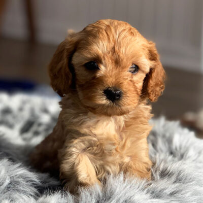 cavoodle
