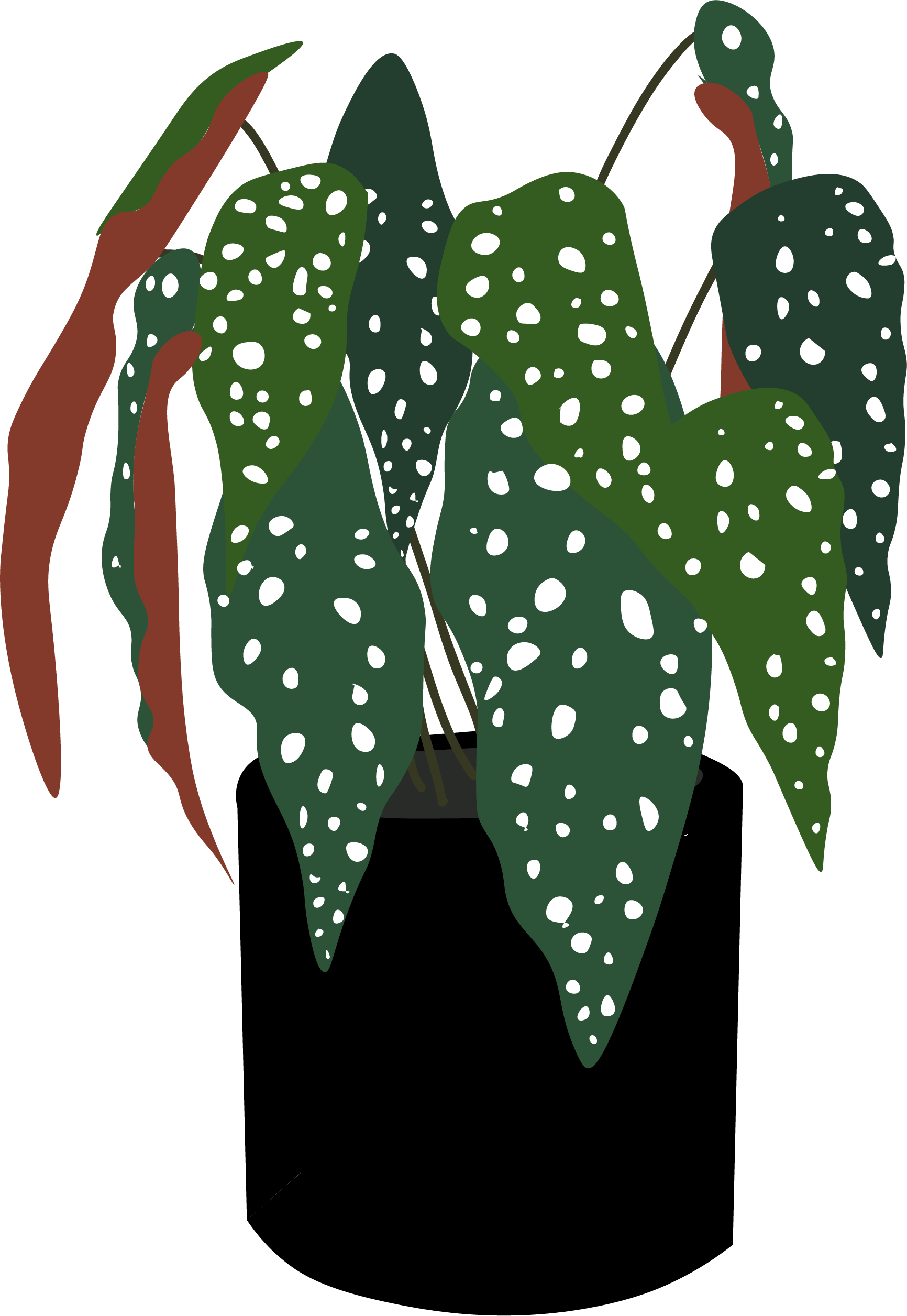 Drawn image of a Begonia Maculata