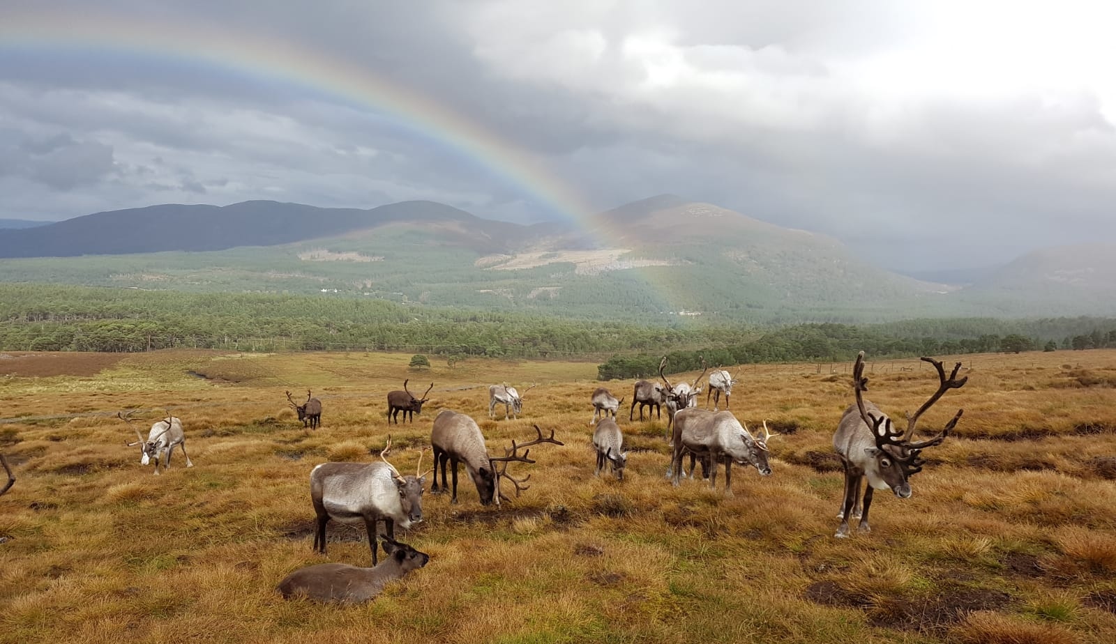 Reindeer on hills