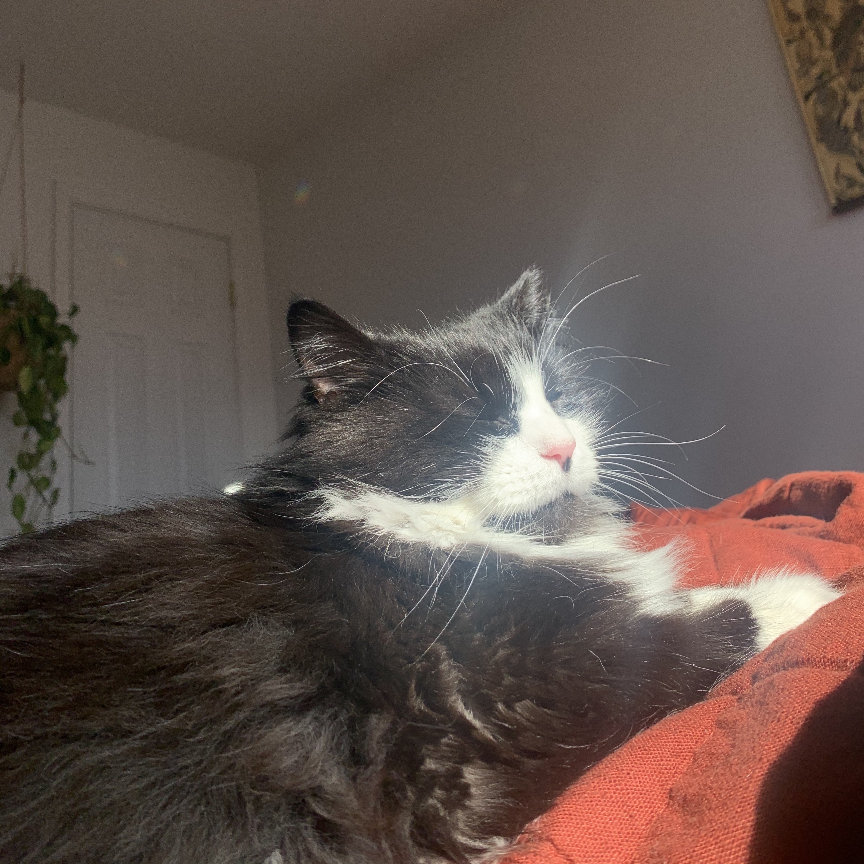 Birdie, a black and white cat, has her eyes closed because the sun is shining on her face