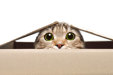 catBox