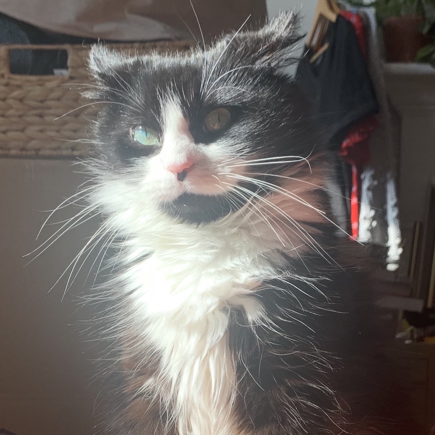 birdie making a funny face