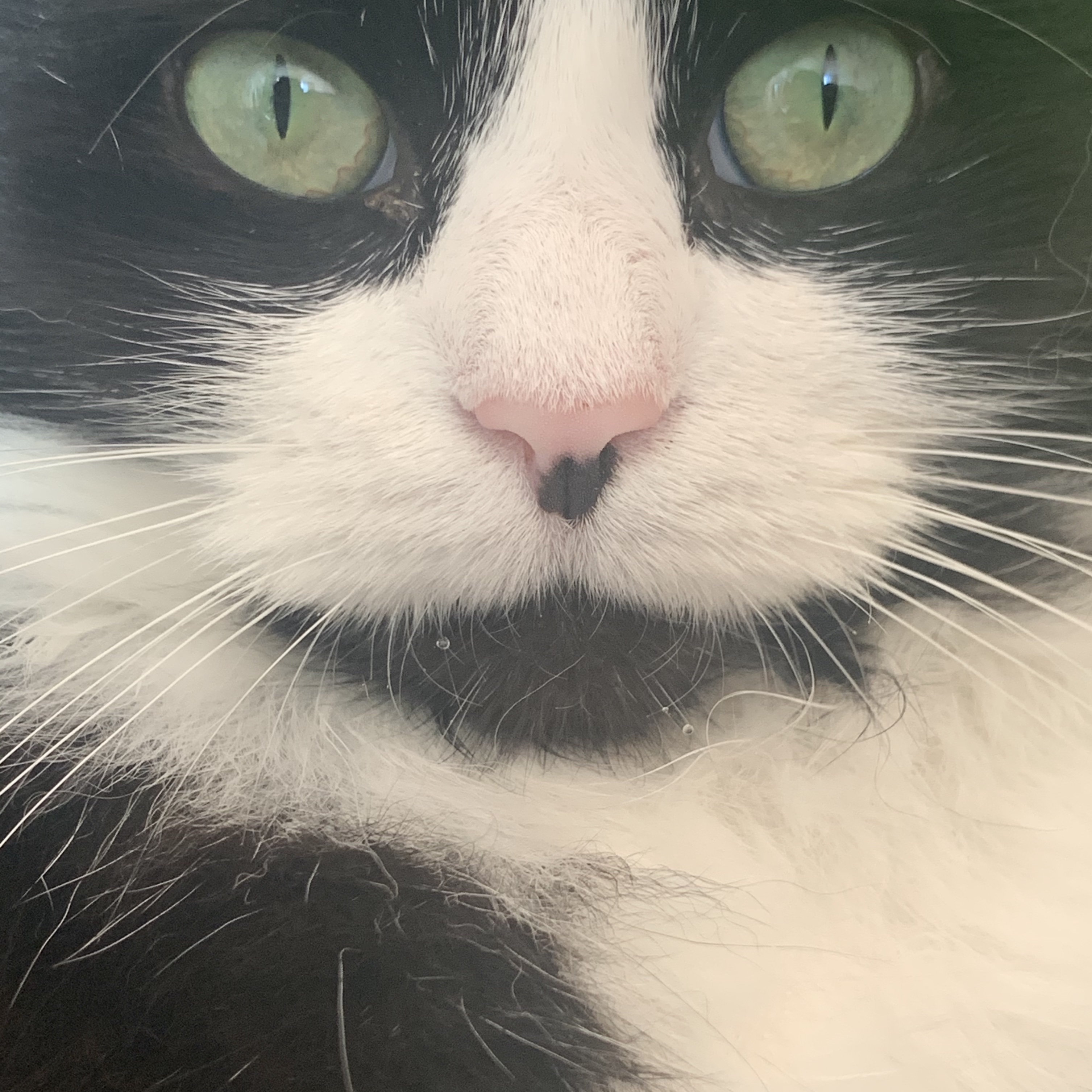 a closeup of birdies face